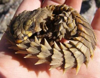 Armadillo Lizard หรือ Armadillo Girdled Lizard Cordylus cataphractus