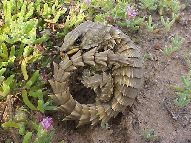 Armadillo Lizard หรือ Armadillo Girdled Lizard Cordylus cataphractus