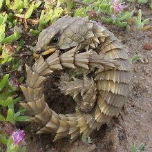 Armadillo Lizard หรือ Armadillo Girdled Lizard Cordylus cataphractus