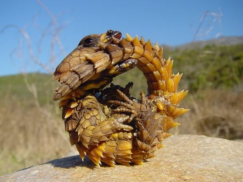 Armadillo Lizard หรือ Armadillo Girdled Lizard Cordylus cataphractus