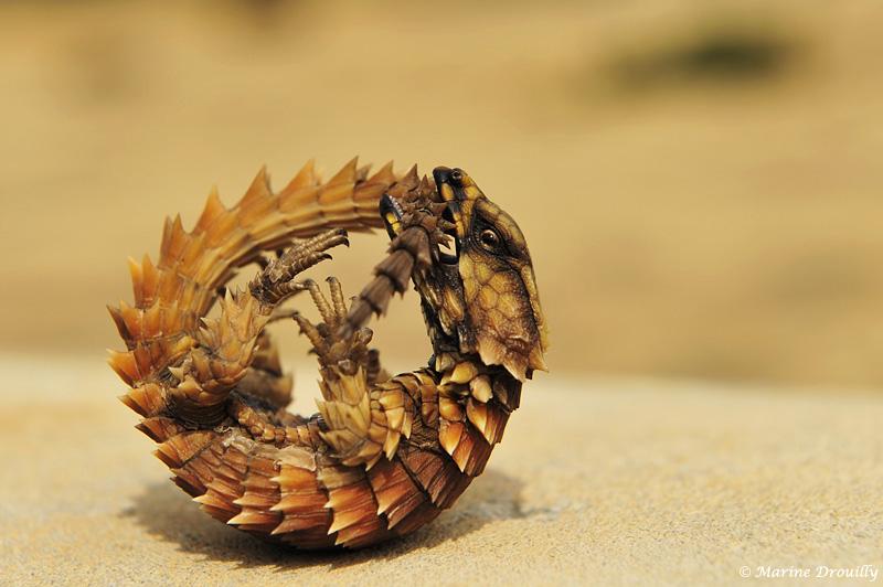 Armadillo Lizard หรือ Armadillo Girdled Lizard Cordylus cataphractus