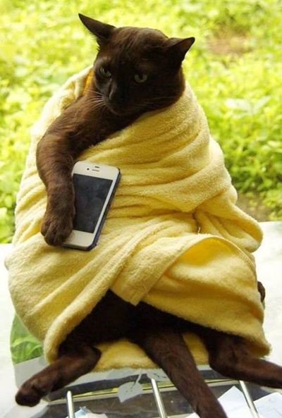 ฮา ! รูปอาตแมว ล้อเลียน สมีคำ ห่มผ้าเหลือง ถือกระเป๋าแบรนด์เนม