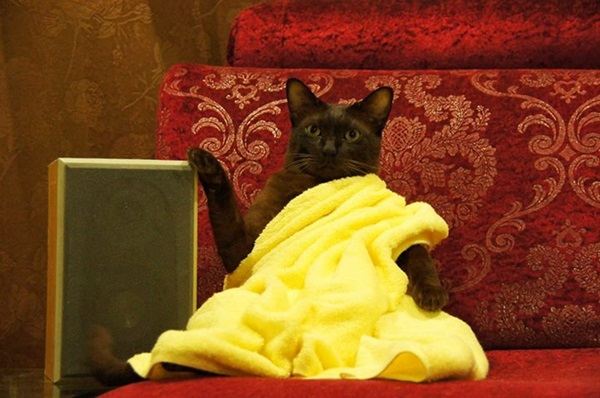 ฮา ! รูปอาตแมว ล้อเลียน สมีคำ ห่มผ้าเหลือง ถือกระเป๋าแบรนด์เนม