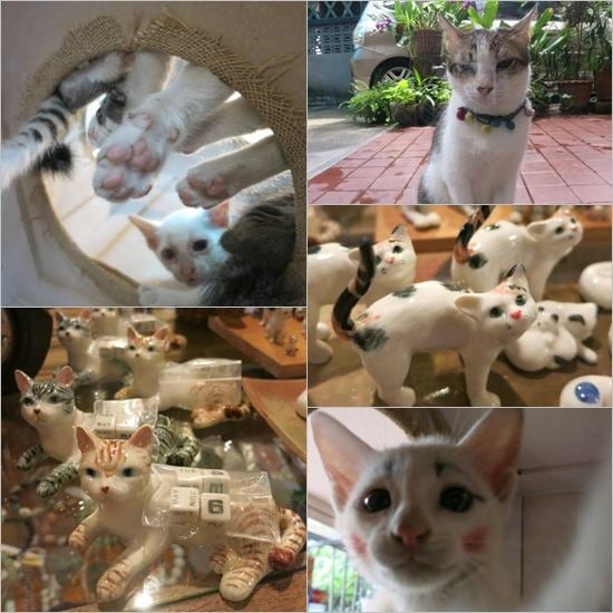 Cat Cafe คาเฟ่ของคนรักแมวเหมียว