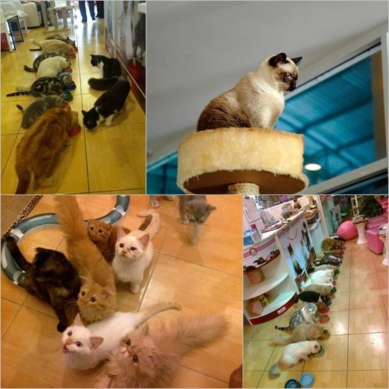 Cat Cafe คาเฟ่ของคนรักแมวเหมียว