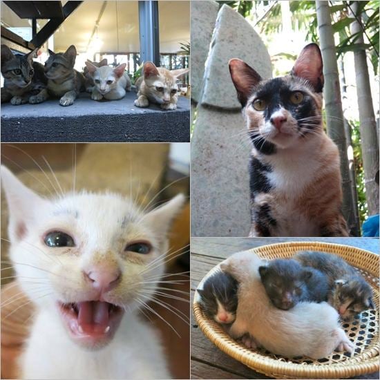 Cat Cafe คาเฟ่ของคนรักแมวเหมียว