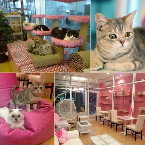 Cat Cafe คาเฟ่ของคนรักแมวเหมียว