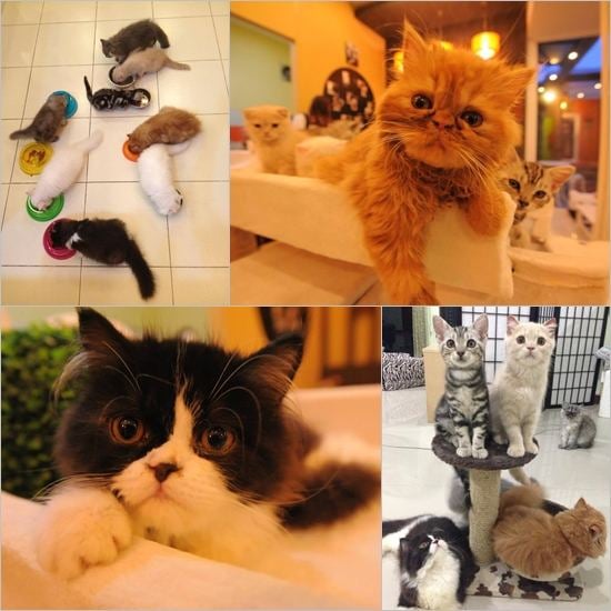 Cat Cafe คาเฟ่ของคนรักแมวเหมียว