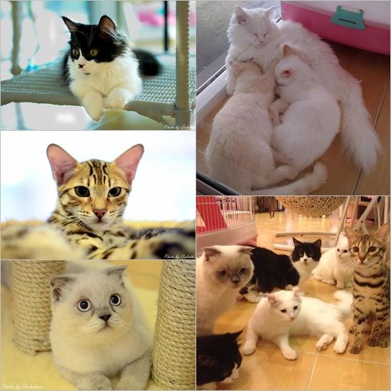 Cat Cafe คาเฟ่ของคนรักแมวเหมียว