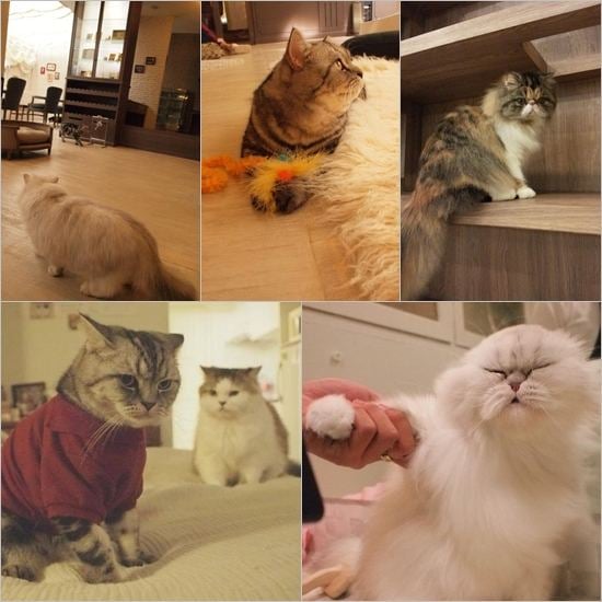 Cat Cafe คาเฟ่ของคนรักแมวเหมียว