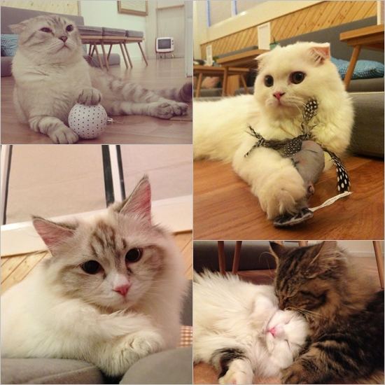 Cat Cafe คาเฟ่ของคนรักแมวเหมียว