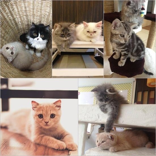 Cat Cafe คาเฟ่ของคนรักแมวเหมียว