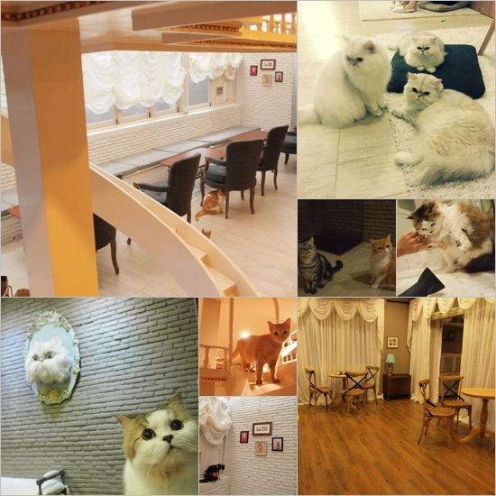 Cat Cafe คาเฟ่ของคนรักแมวเหมียว