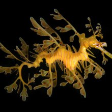 มังกรทะเลใบไม้ (Leafy Sea Dragon)