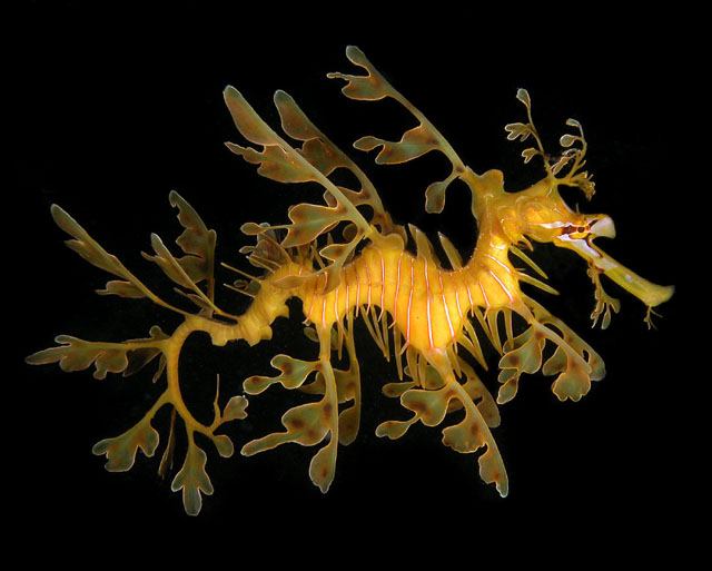 มังกรทะเลใบไม้ (Leafy Sea Dragon)