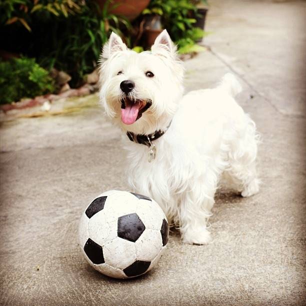 อั้ม พัชราภาคนสวยใจบุญกับน้องหมา Frisco ใน Instagram Finallyfrisco