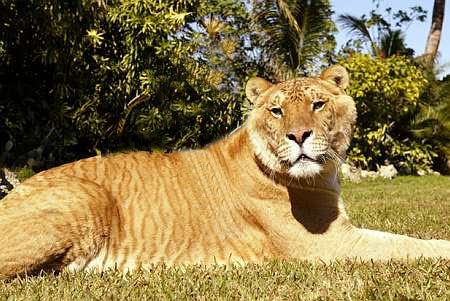 Liger ลูกผสมระหว่างสิงโตตัวผู้กับแม่เสือตัวเมีย น่ารักน่าชังมากๆ จขกท.อยากได้มาเลี้ยงสักตัวนะก๊ะ อิอิ แปลกดีเลยเอามาให้ชมกันค่า