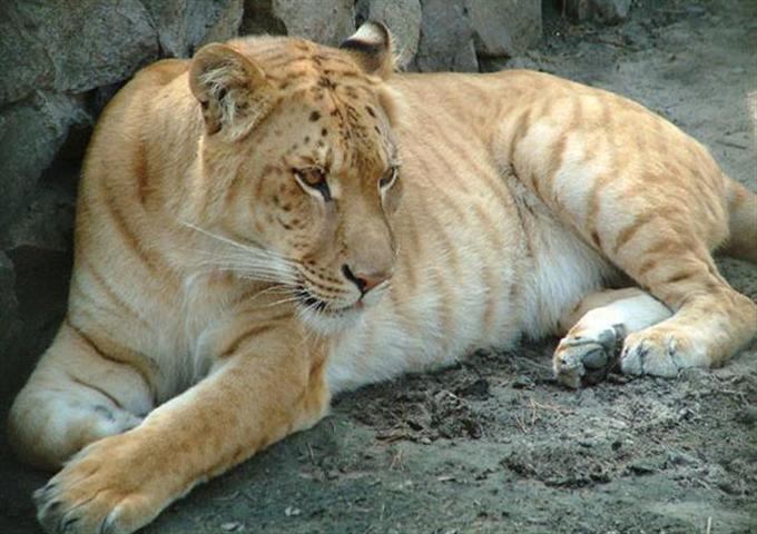 Liger ลูกผสมระหว่างสิงโตตัวผู้กับแม่เสือตัวเมีย น่ารักน่าชังมากๆ จขกท.อยากได้มาเลี้ยงสักตัวนะก๊ะ อิอิ แปลกดีเลยเอามาให้ชมกันค่า