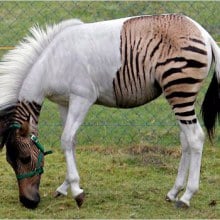 อุ๊ตะ!!! ค้นไปค้นมา จขกท.เพิ่งจะรู้ว่า ม้าลาย(zebra) กับลา(donkey) มันผสมข้ามสายพันธุ์ ออกมาเป็น zebroid ได้ด้วยหรือนี่!!!