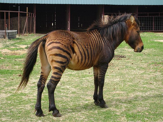 อุ๊ตะ!!! ค้นไปค้นมา จขกท.เพิ่งจะรู้ว่า ม้าลาย(zebra) กับลา(donkey) มันผสมข้ามสายพันธุ์ ออกมาเป็น zebroid ได้ด้วยหรือนี่!!!