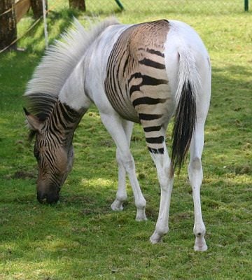 อุ๊ตะ!!! ค้นไปค้นมา จขกท.เพิ่งจะรู้ว่า ม้าลาย(zebra) กับลา(donkey) มันผสมข้ามสายพันธุ์ ออกมาเป็น zebroid ได้ด้วยหรือนี่!!!