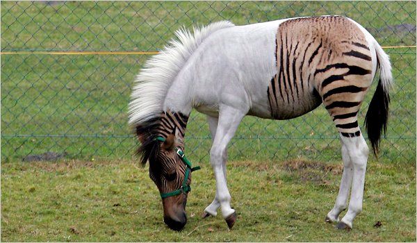 อุ๊ตะ!!! ค้นไปค้นมา จขกท.เพิ่งจะรู้ว่า ม้าลาย(zebra) กับลา(donkey) มันผสมข้ามสายพันธุ์ ออกมาเป็น zebroid ได้ด้วยหรือนี่!!!