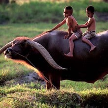 ควายไทย น่ารัก สดใส