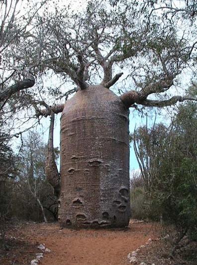 Baobab ต้นไม้มหัศจรรย์อันดับ 1 ของโลก