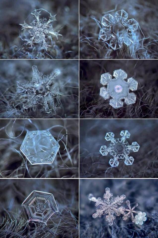 ภาพขยายของเกล็ดหิมะ เผยความสวยงามตามธรรมชาติที่มหัศจรรย์