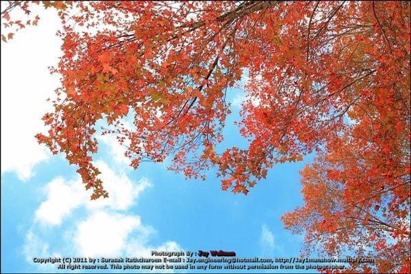 เส้นทางที่ 2 : ป่าสนเจ็ดสี โครงการหลวงวัดจันทร์ อ.กัลยาณิวัฒนา จ.เชียงใหม่