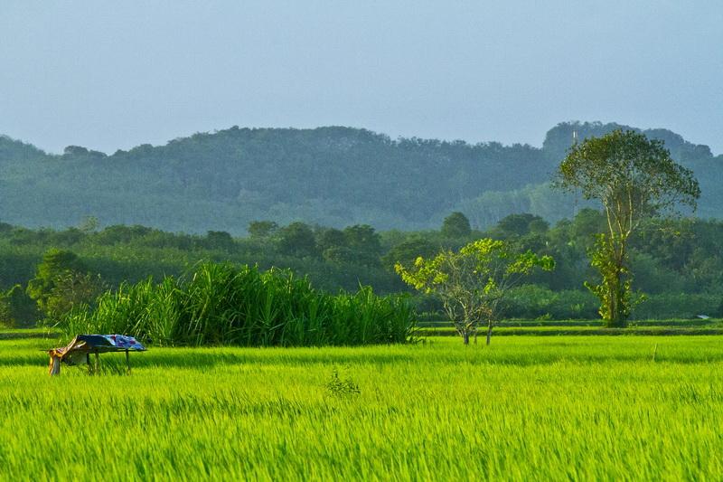 ทุ่งนา เขียวสดใส ร่มเย็น^^