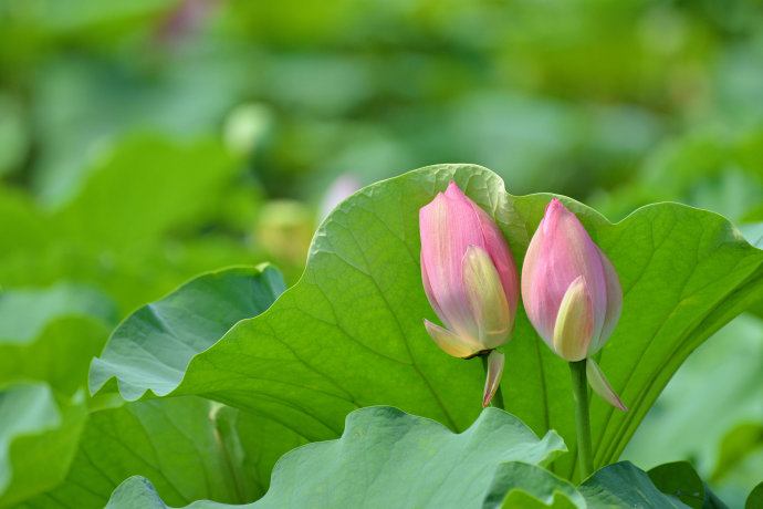Lotus nature teaching world