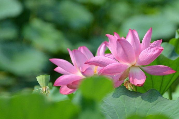Lotus nature teaching world