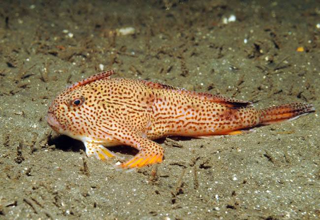 Spotted handfish เป็นปลาที่หายากชนิดหนึ่งอาศัยอยู่ในแถบประเทศออสเตรเลียตัวมีขนาด7.5-8 เซนติเมตร