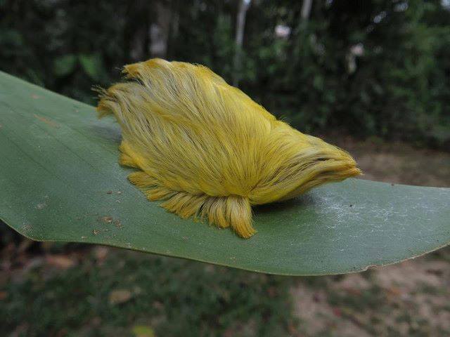 Donald Trump Caterpillar เป็นหนอนที่พึ่งถูกพบโดย Jeff Cremer และ Phil Torres พวกเขาได้ตามถ่ายภาพหนอน