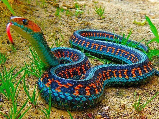 California Red-Sided Garter Snake หนึ่งในสายพันธุ์ของ Garter Snake พบได้โดยทั่วไปในทวีปอเมริกาเหนือ