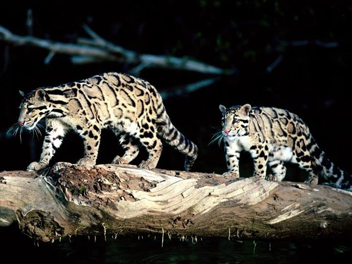 เสือลายเมฆ (Clouded leopard) สามารถพบในภูมิภาคอินโดจีนมีความยาวลำตัวและหัว 65 – 95 เซนติเมตร