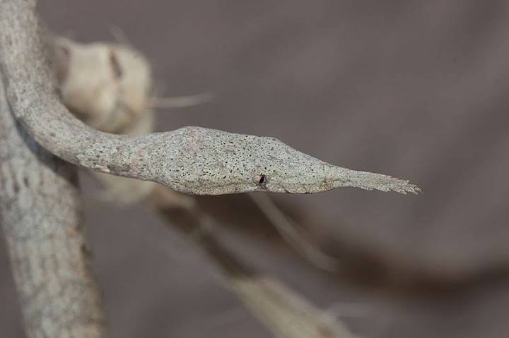 Langaha madagascariensis เป็นงูขนาดกลางที่อาศัยอยู่ตามต้นไม้บนเกาะมาดากัสการ์