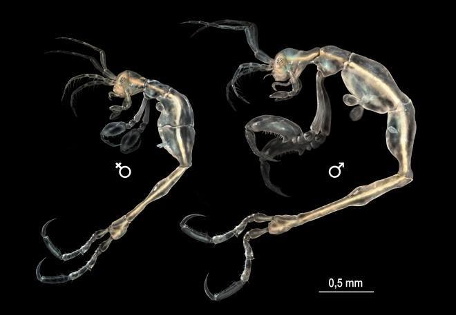 กุ้งโครงกระดูก (Skeleton shrimp) สามารถพบได้ในมหาสมุทรทั่วโลก ตัวโตเต็มที่มีขนาดเพียง 4 เซนติเมตร