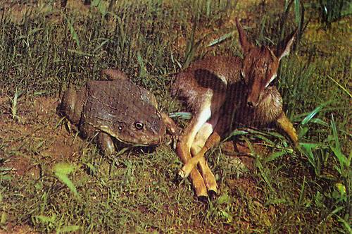 Goliath frog กบโกไลแอธ เป็นกบที่ใหญ่ที่สุดในโลก พบแถวกาบอง แอฟริกาตะวันตก มีน้ำหนักมากถึง 3 กิโลกรัม