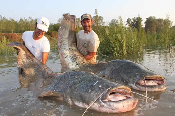 ปลา Wels Catfish เป็นปลาน้ำจืดขนาดใหญ่ อาศัยอยู่ในลุ่มแม่น้ำขนาดใหญ่ในทวีปยุโรป ขนาดเมื่อโตเต็มวัยปร