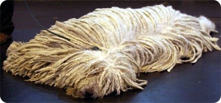 หมาม็อบโคมอนดอร์ สุนัขสายพันธุ์ที่เก่าแก่ที่สุดในโลก