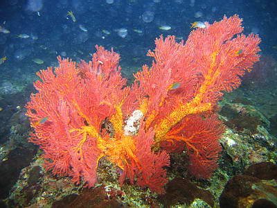 ปะการังสีสรรสวยงาม