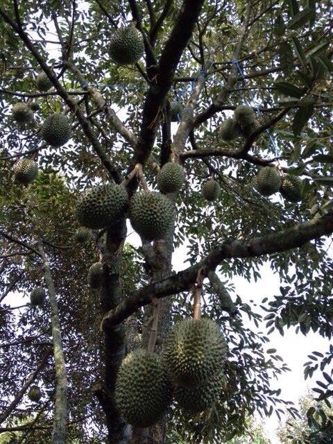ทุเรียนดีสายพันธุ์ใหม่ จันทบุรี 1-6(Hybrid durians Thailand new species # Chantaburi 1-6)