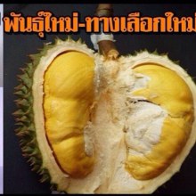 ทุเรียนดีสายพันธุ์ใหม่ จันทบุรี 1-6(Hybrid durians Thailand new species # Chantaburi 1-6)