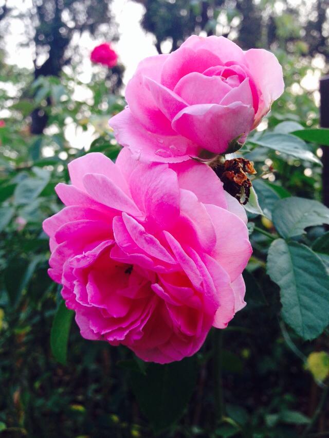 Rose Garden , Sampran Riverside