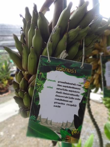 เคยเห็นกันมั้ย พรรณกล้วยพวกนี้ งานคนไทยหัวใจเกษตร ครั้งที่5!!