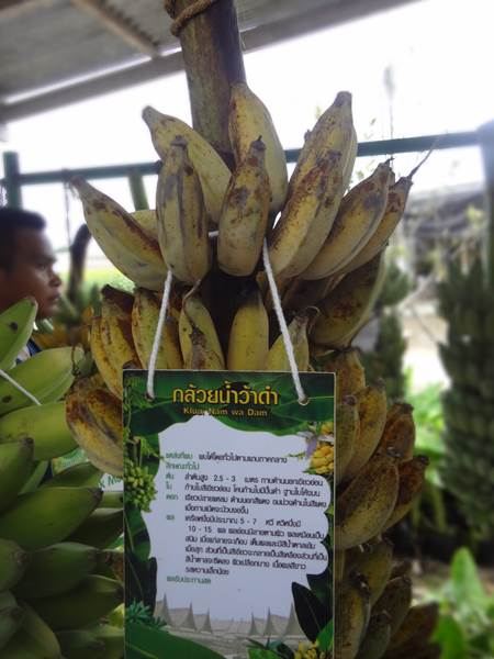 เคยเห็นกันมั้ย พรรณกล้วยพวกนี้ งานคนไทยหัวใจเกษตร ครั้งที่5!!