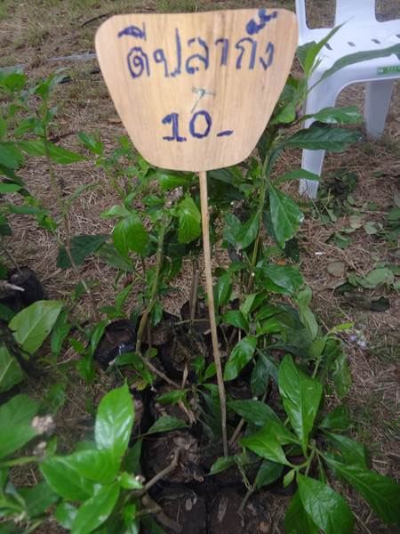 งานคนไทยหัวใจเกษตร ครั้งที่5 ทำให้รู้จักพืชพรรณเหล่านี้