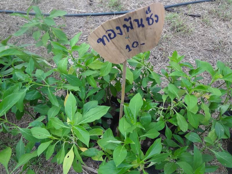 งานคนไทยหัวใจเกษตร ครั้งที่5 ทำให้รู้จักพืชพรรณเหล่านี้